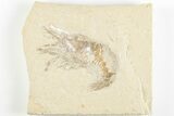Large, Cretaceous Fossil Shrimp With Pos/Neg - Hjoula, Lebanon #202165-4
